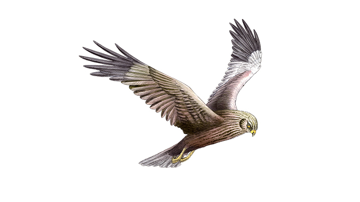 marsh harrier