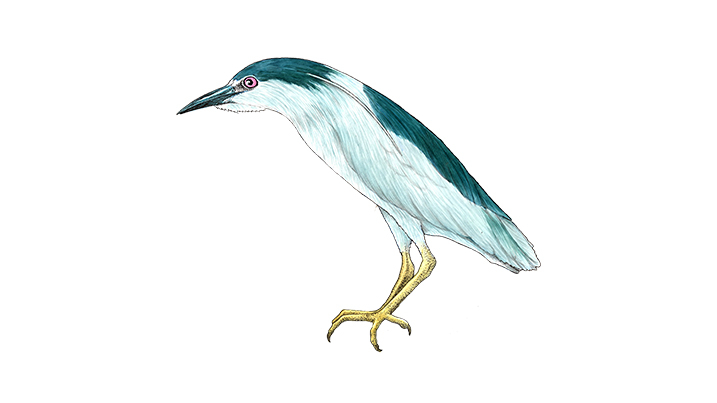 night heron