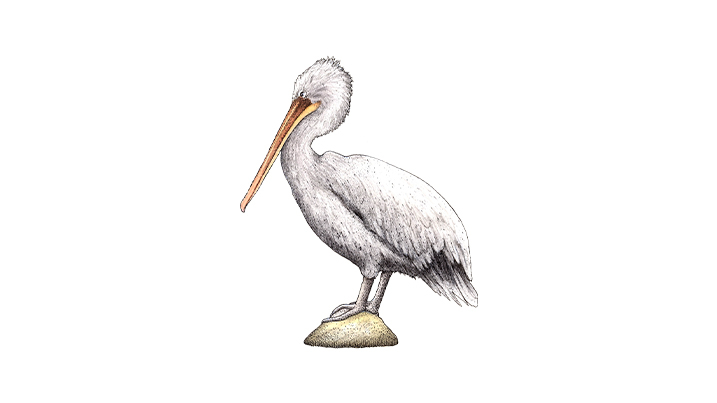 Dalmatian pelican