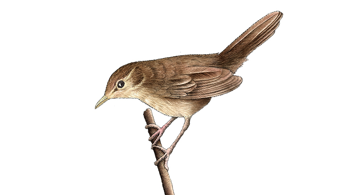 Savi's warbler