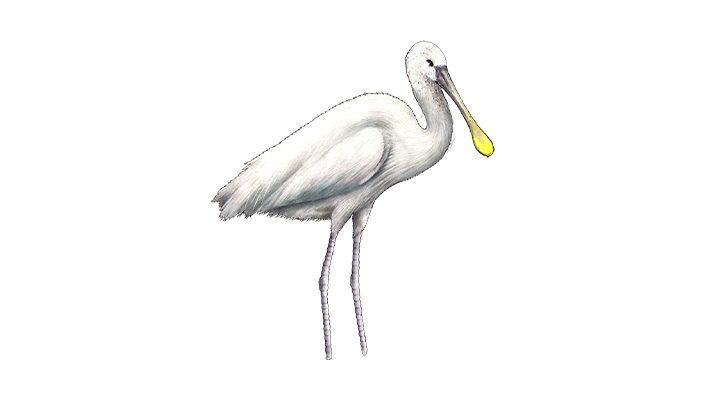 Spoonbill