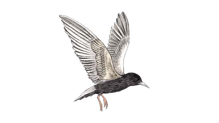 black tern