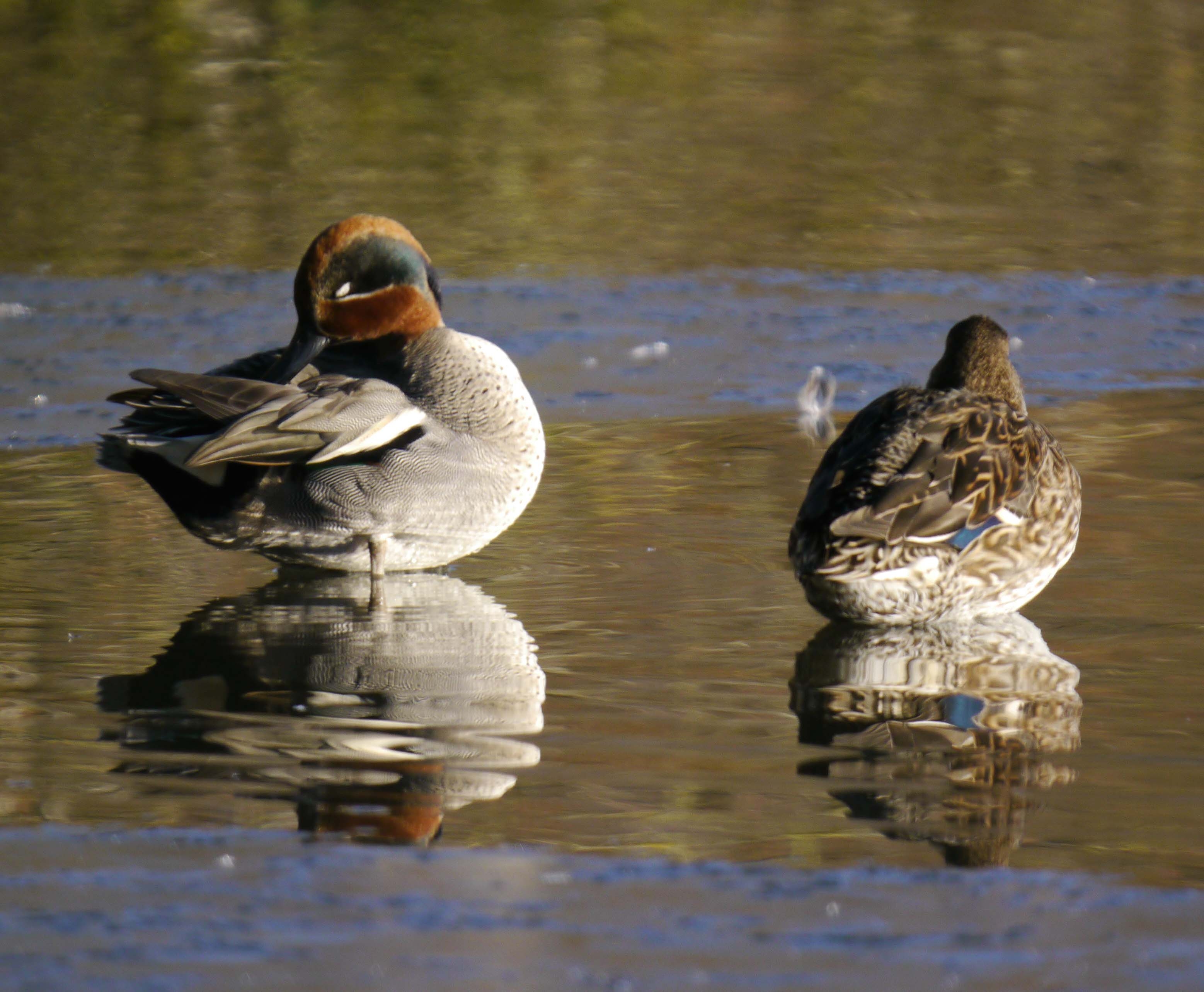 Monday WeBS Count results and latest sightings to 20th January