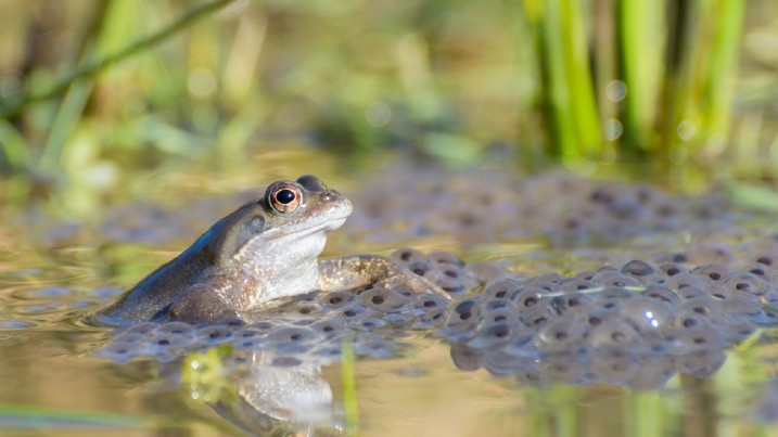 Common frog surrounded by frogspawn