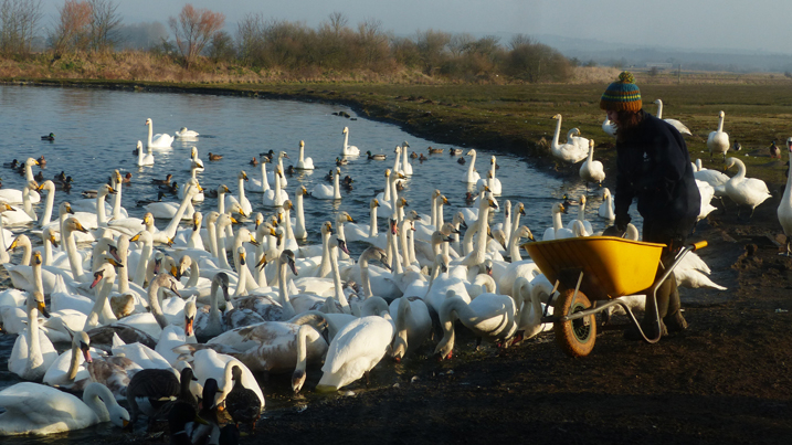 Swan feed credit Faith Hillier .JPG