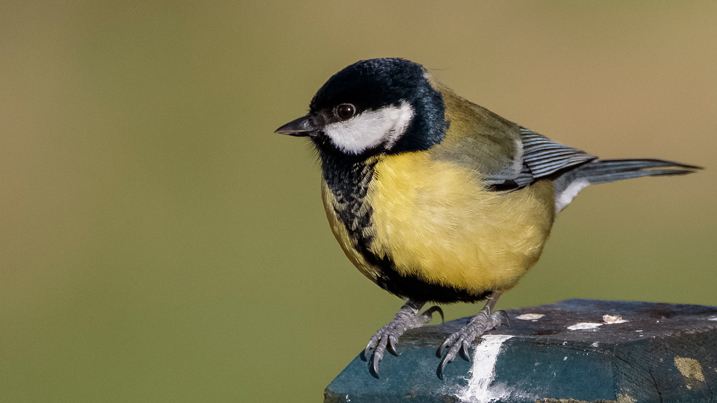 great tit credit Alex Hillier (22).jpg