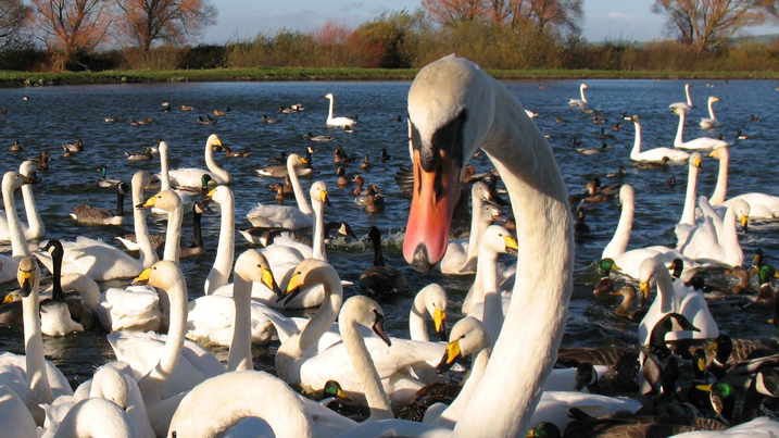 mute at swan feed credit Brian Morrell.jpg