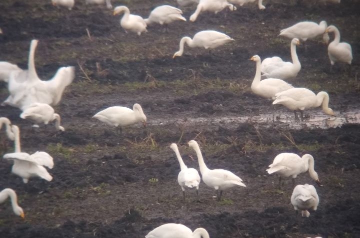 Bewicks and whoopers-web.jpg