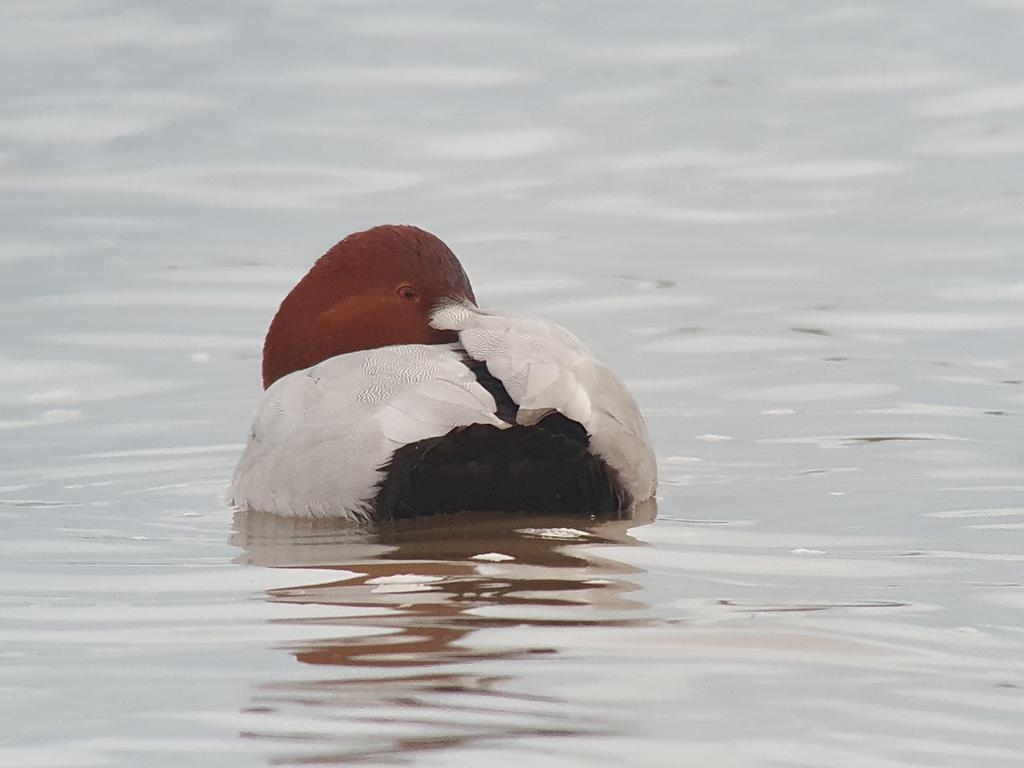 This week's wildlife