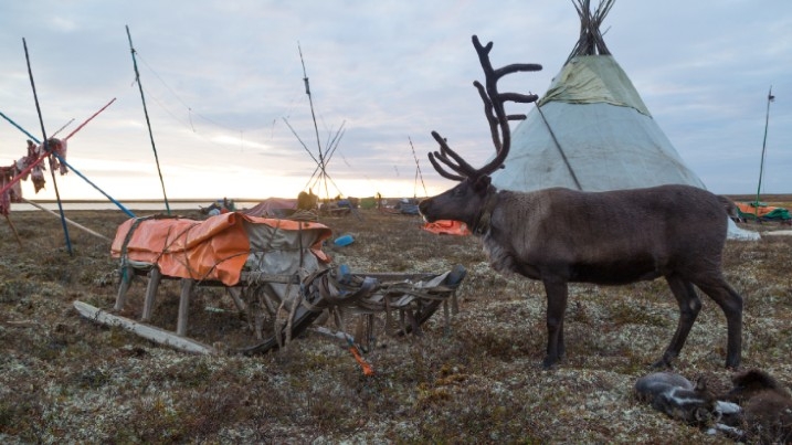 A reindeer in front of the camp