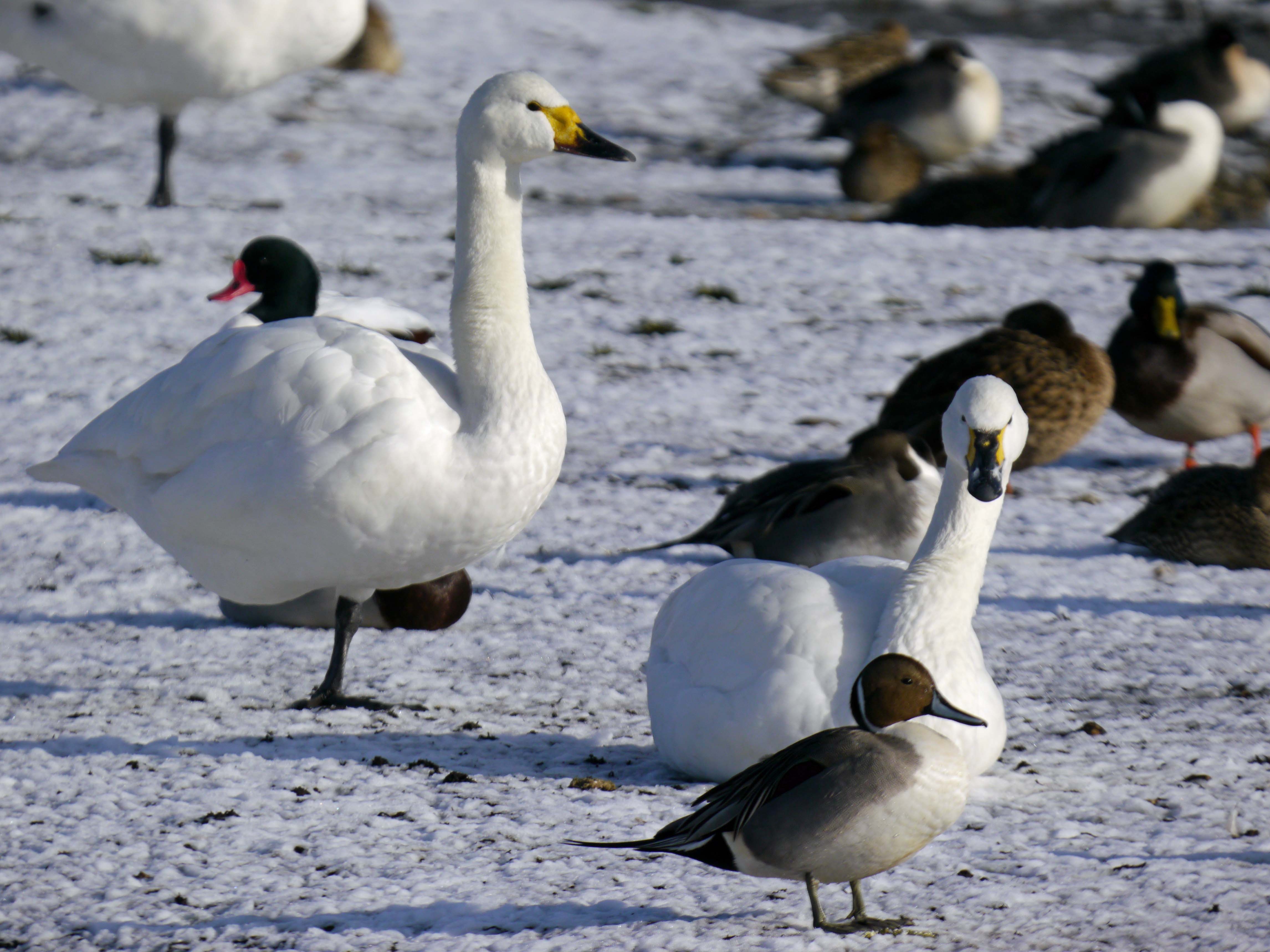 Bewick's Swans, Rushy, MJMcGill.jpg