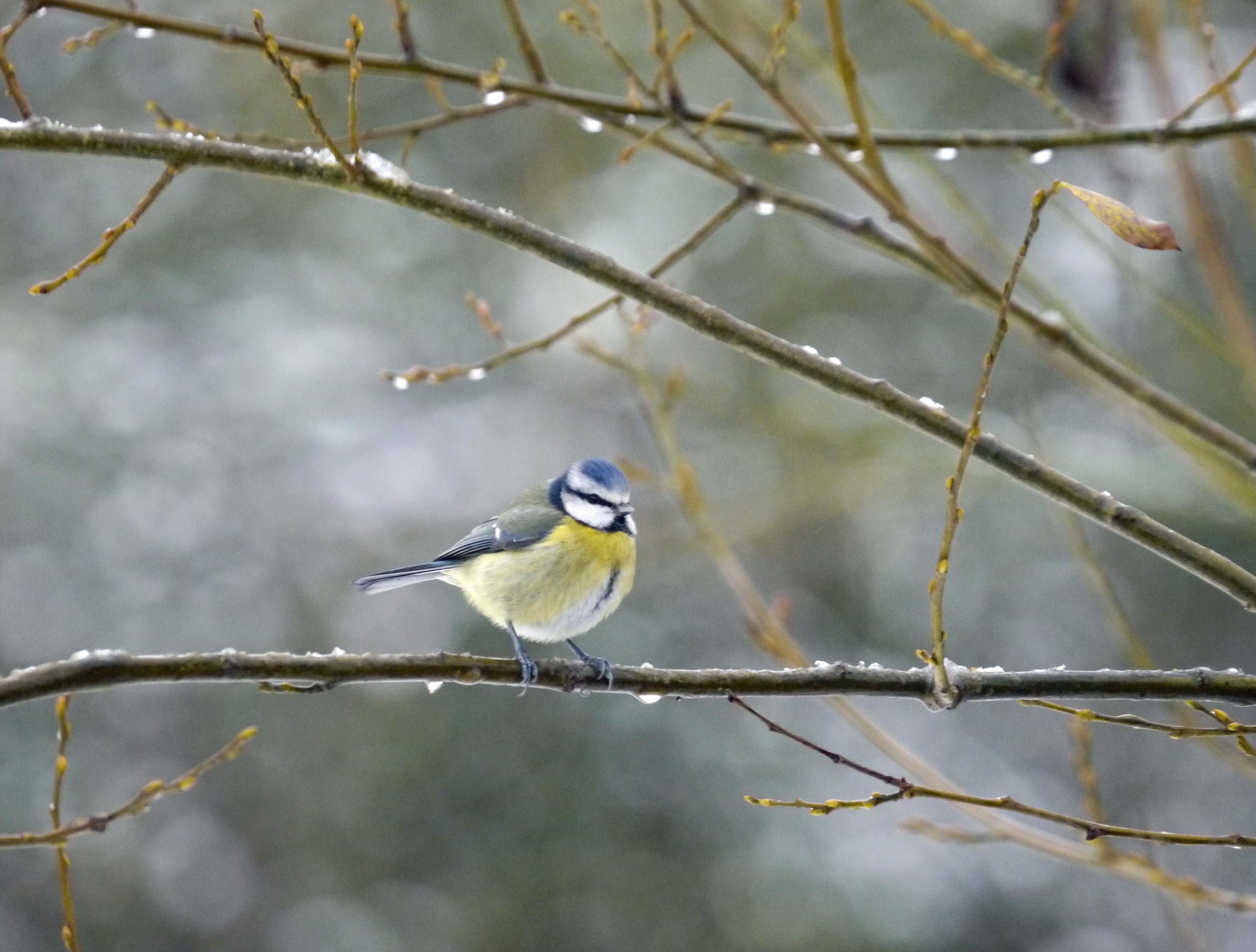 Blue Tit, Willow Hide, MJMcGill.jpg