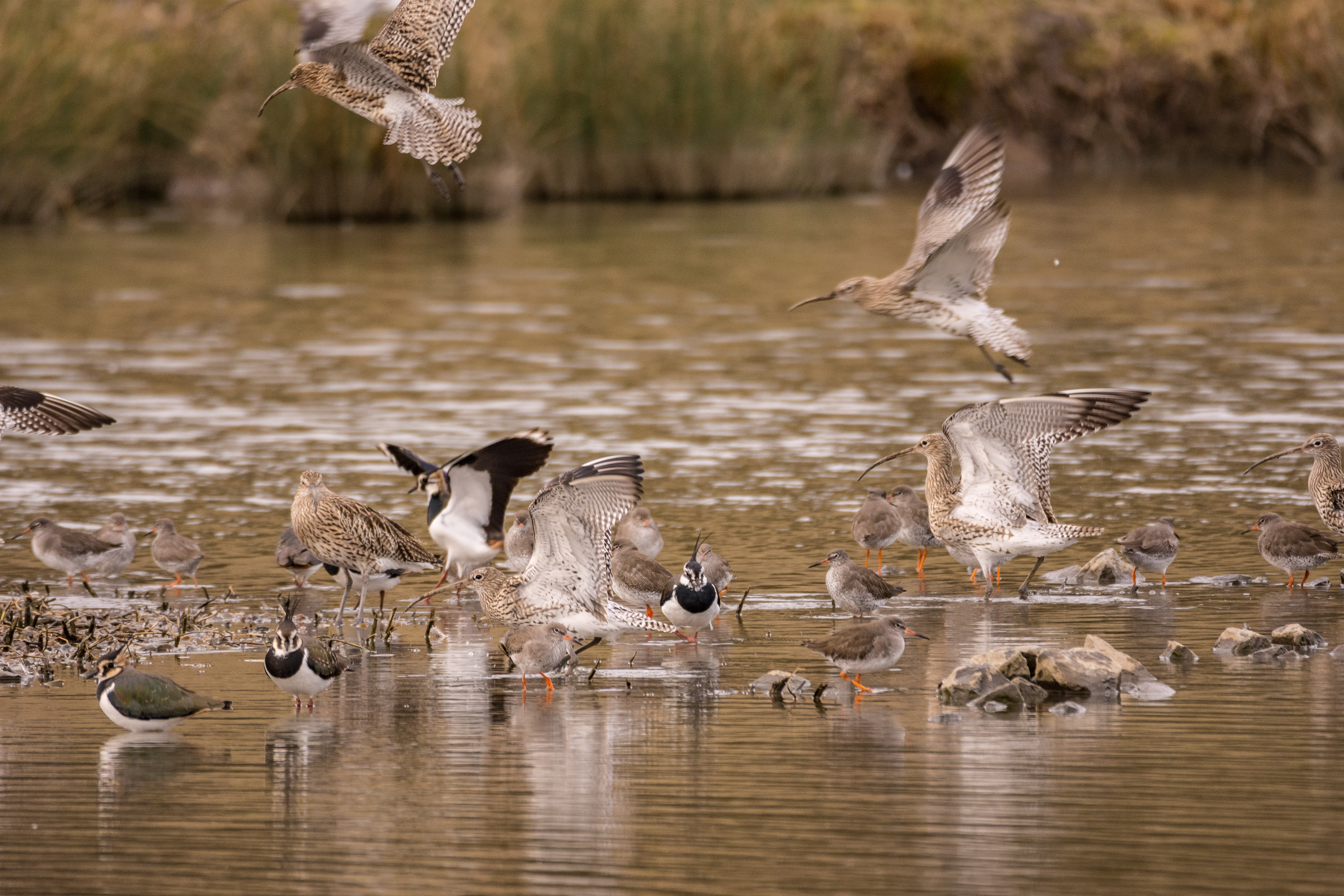 Redshank curlew and lapwing - Ian Henderson.jpg