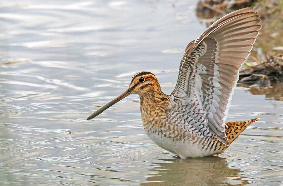 A spotlight on wetland wildlife - January 2021