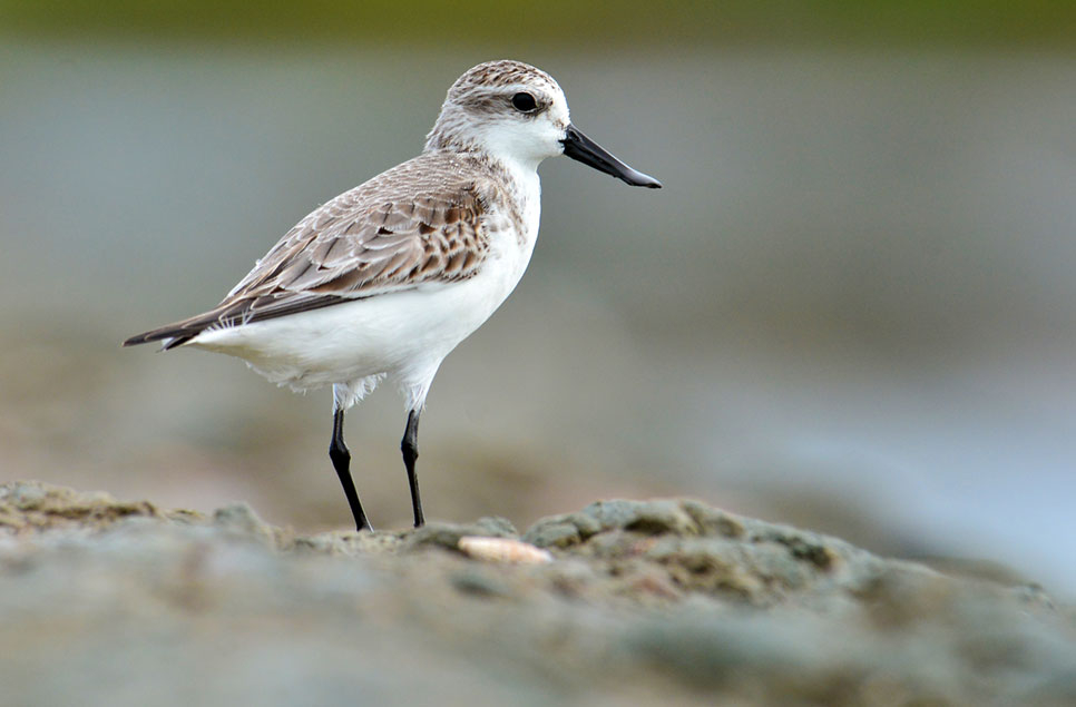 Wetlands of the World: The Yellow sea - a migration lifeline