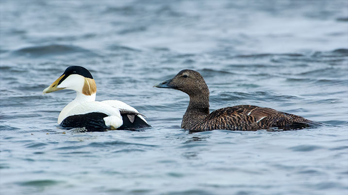 Common eider – male (left) and female (right)