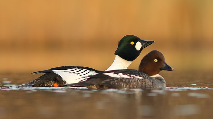 Common goldeneye – male (background) and female (foreground)