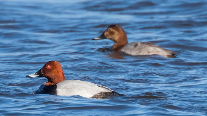 Common pochard – male (foreground) and female (background)