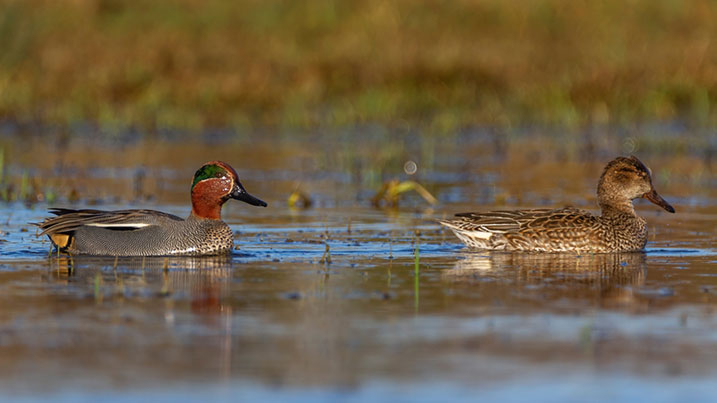 Eurasian teal – male (left) and female (right)