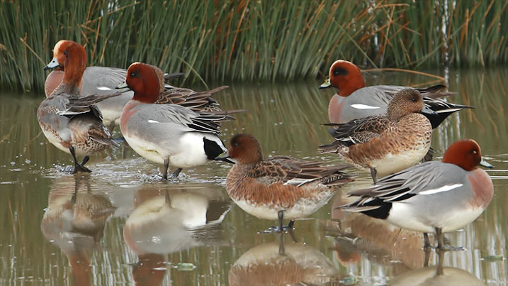 Eurasian wigeon – males with the red heads!