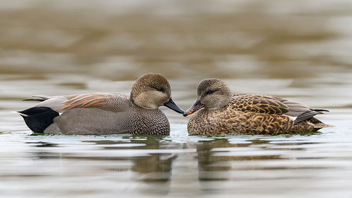 Gadwall - male (left) and female (right)