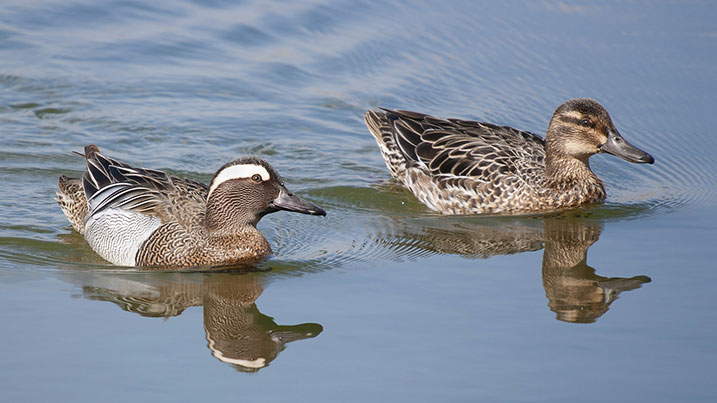 Garganey – male (left) and female (right)
