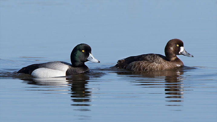 Greater scaup – male (left) and female (right)