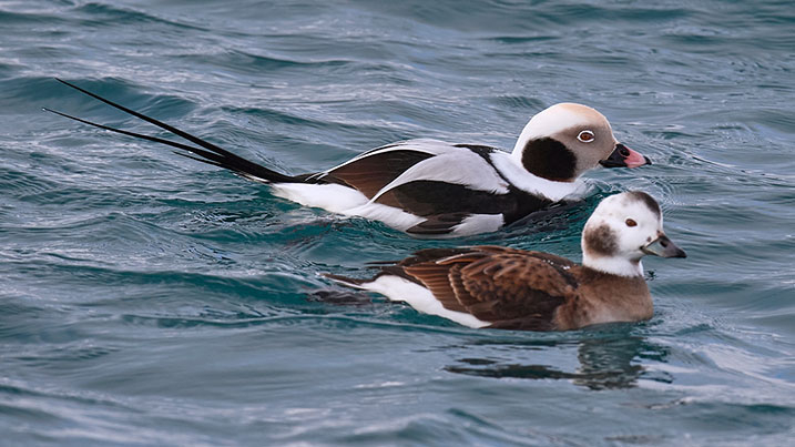 Long-tailed duck – male (background) and female (foreground)