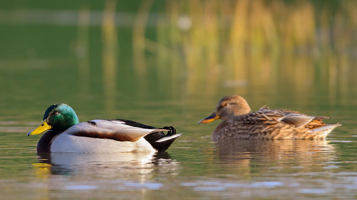 Mallard - male (left) and female (right)