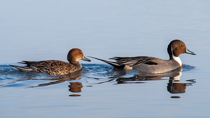 Northern pintail - female (left) and male (right)