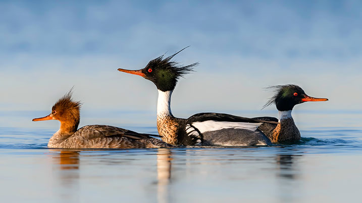 Red-breasted merganser – female (left) and males (right)