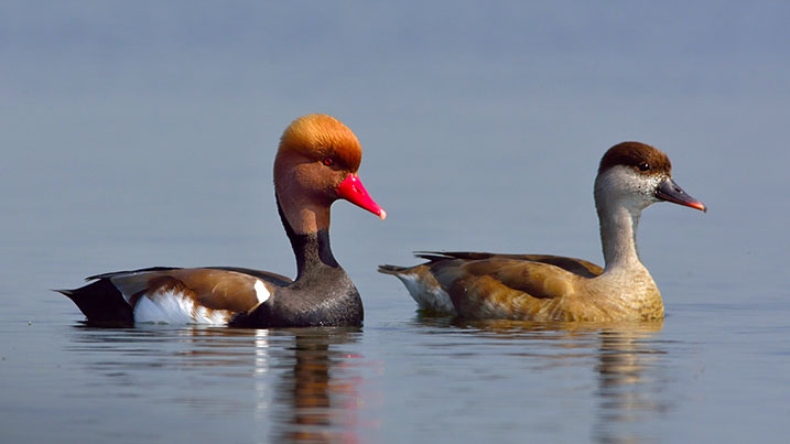 Red-crested pochard – male (left) and female (right)
