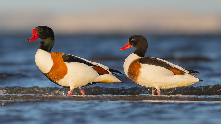 Shelduck – male (left) and female (right)