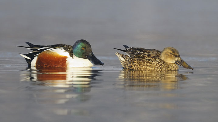 Eurasian shoveler - male (left) and female (right)