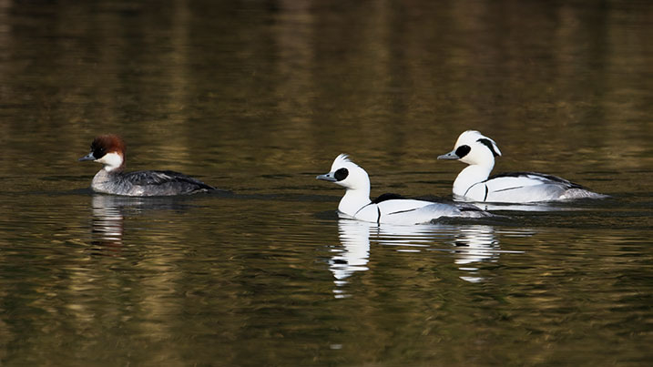 Smew – female (left) and males (right)