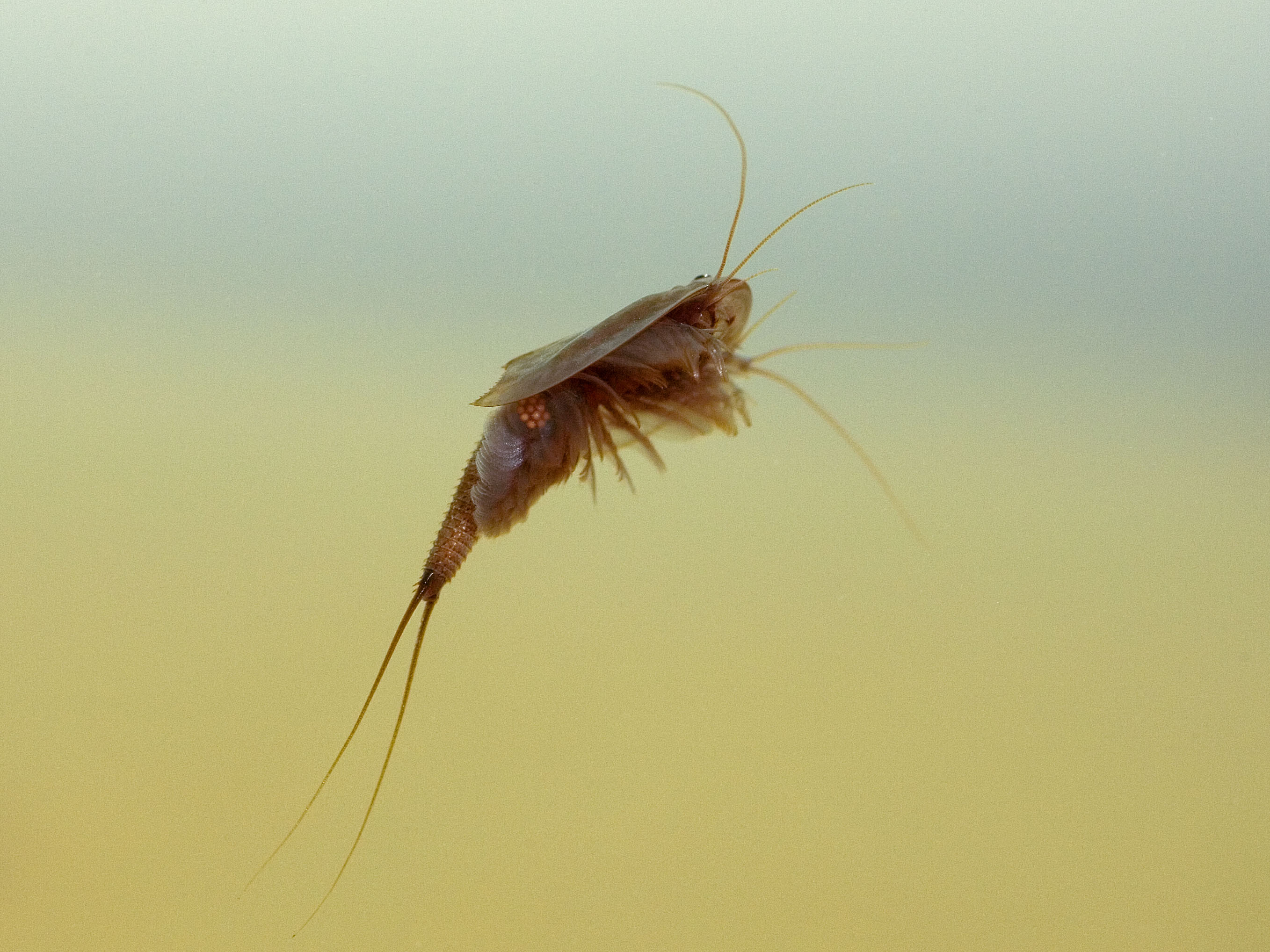 tadpoleshrimp side.jpg