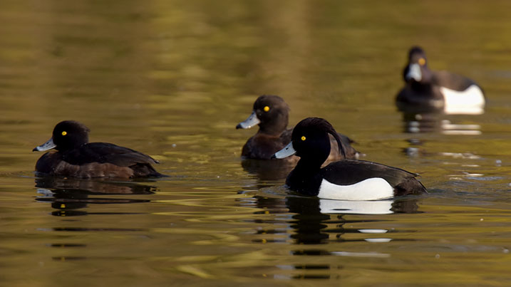 Tufted duck – females (left) and males (right)