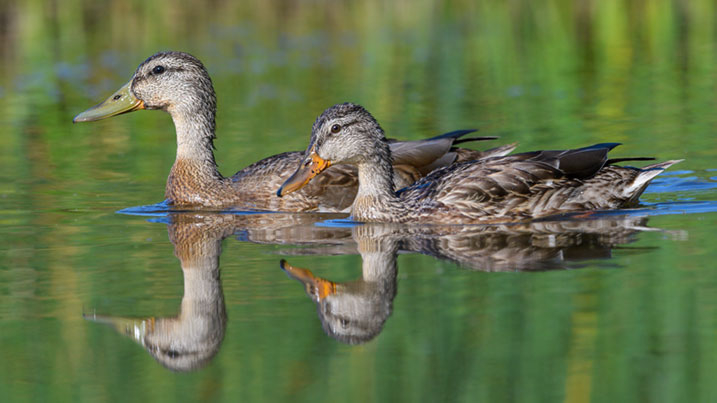 Mallards – male in eclipse plumage (left) and female (right)