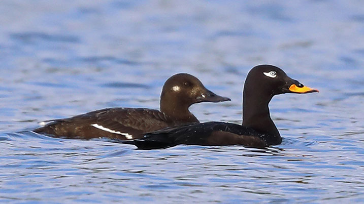 Velvet scoter – female (left) and male (right)