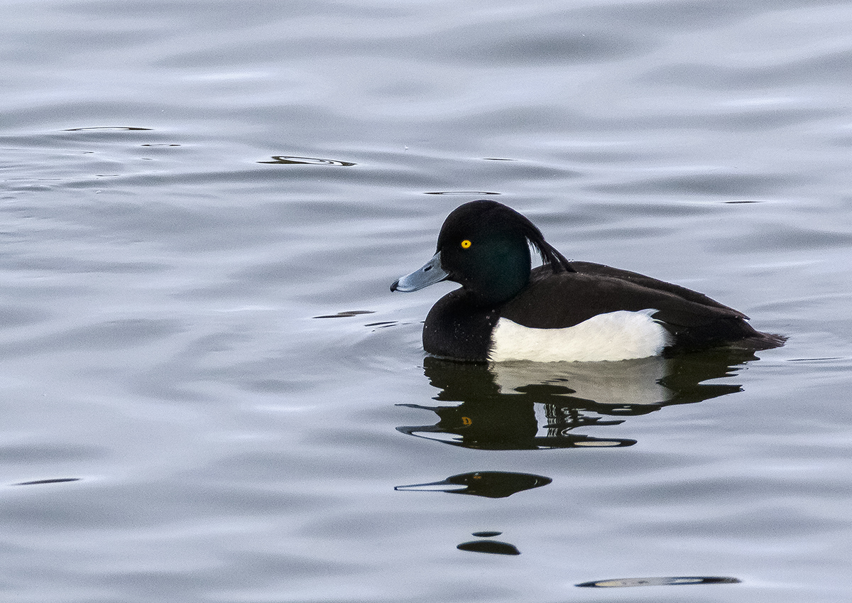 Tufted Duck male 17 Jan 2016 - credit Alex Hillier.jpg