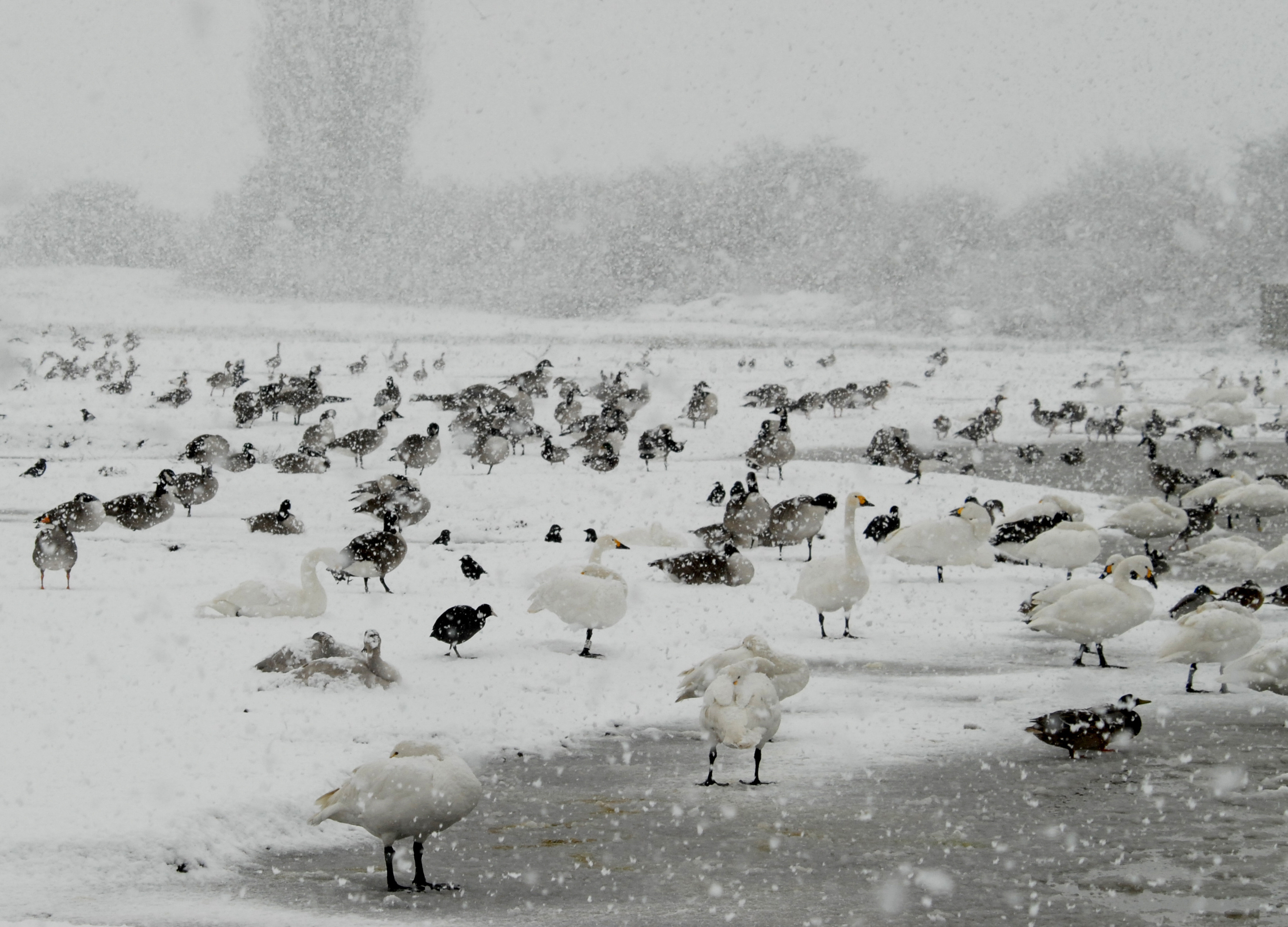 Storm Darcy forces Bewick’s swans to make rare migratory U-turn