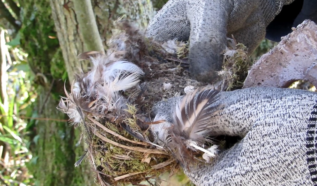 bluetit nest old.jpg