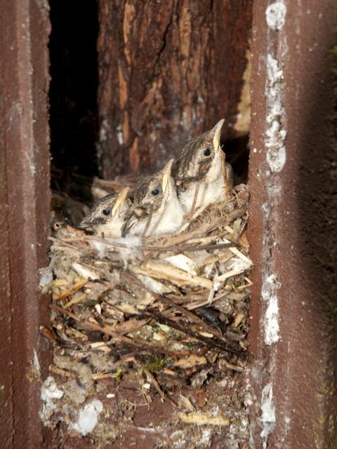 treecreeper chicks.jpg