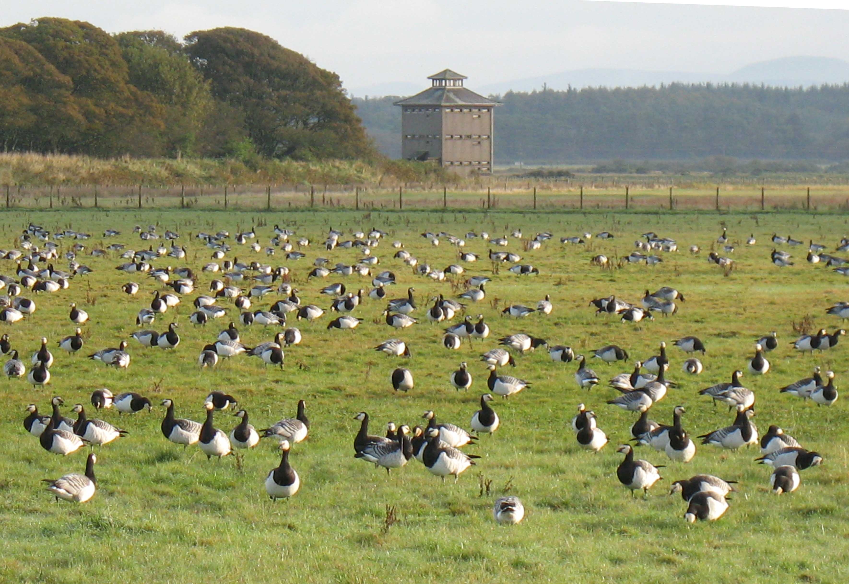 Barnacle flock from Ave Tower O5 - credit BRM.jpg
