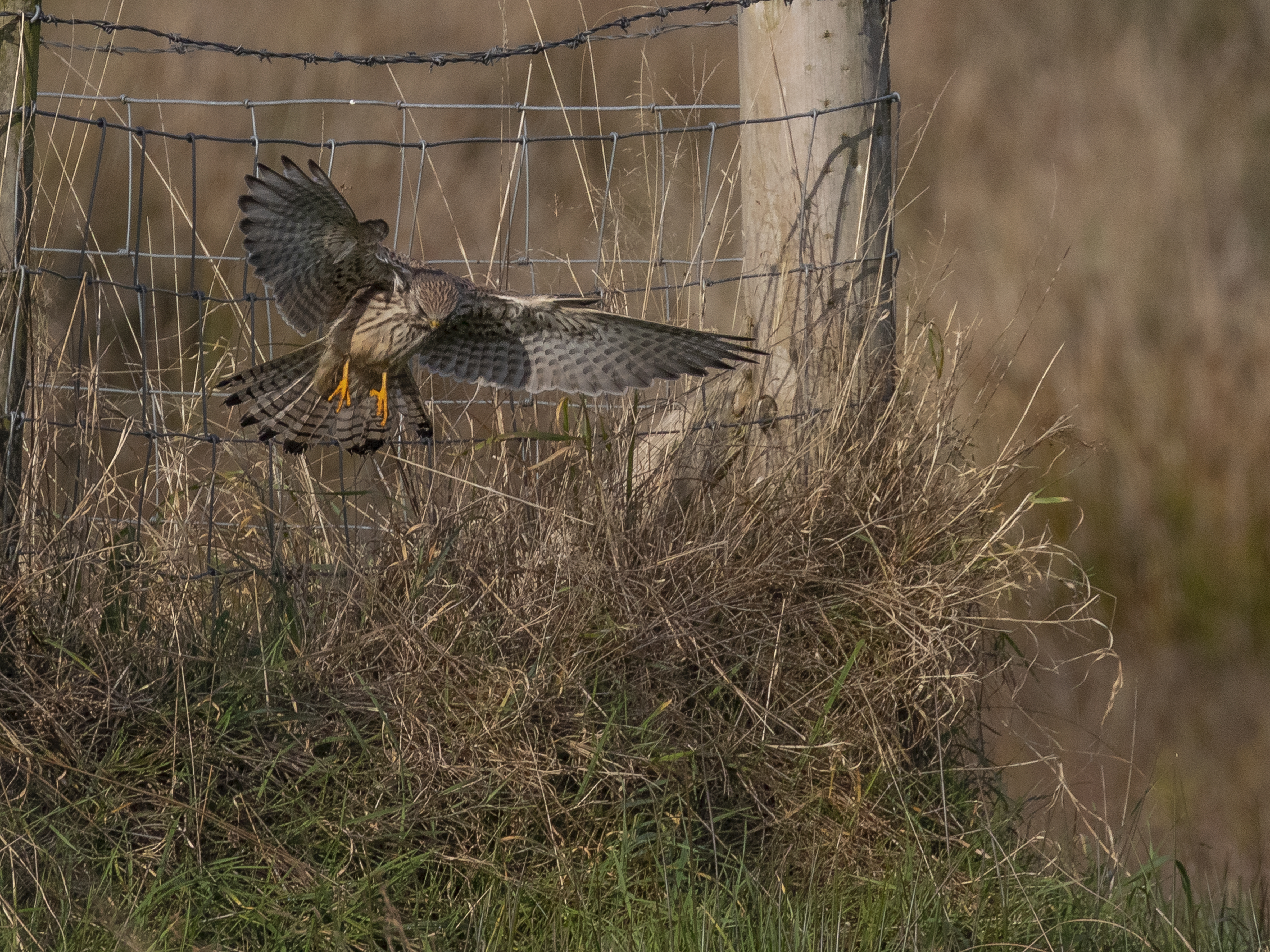 Kestrel about to pounce by fence post - credit Alex Hillier (121).jpg
