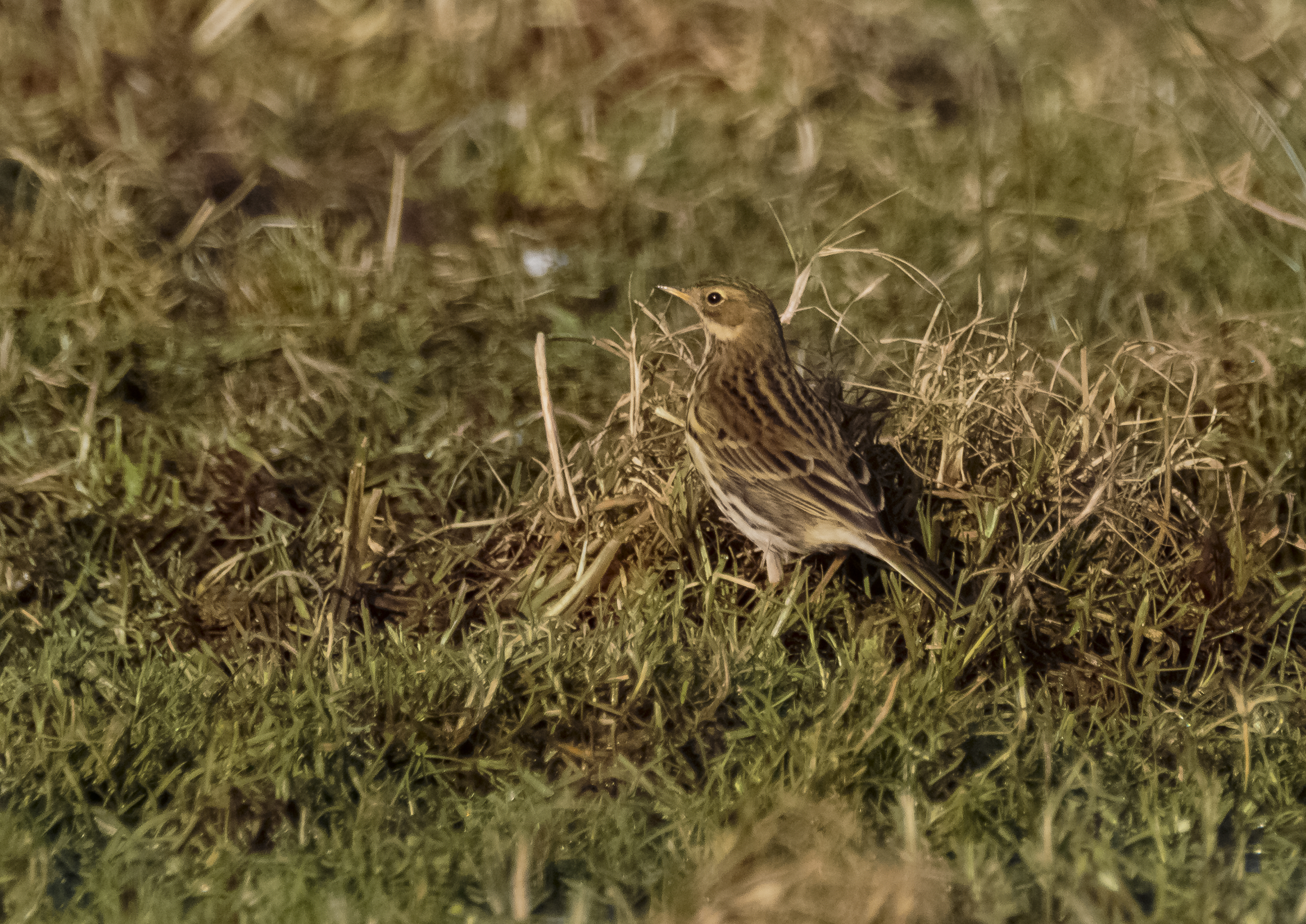 meadow pipit credit Alex Hillier (28).jpg