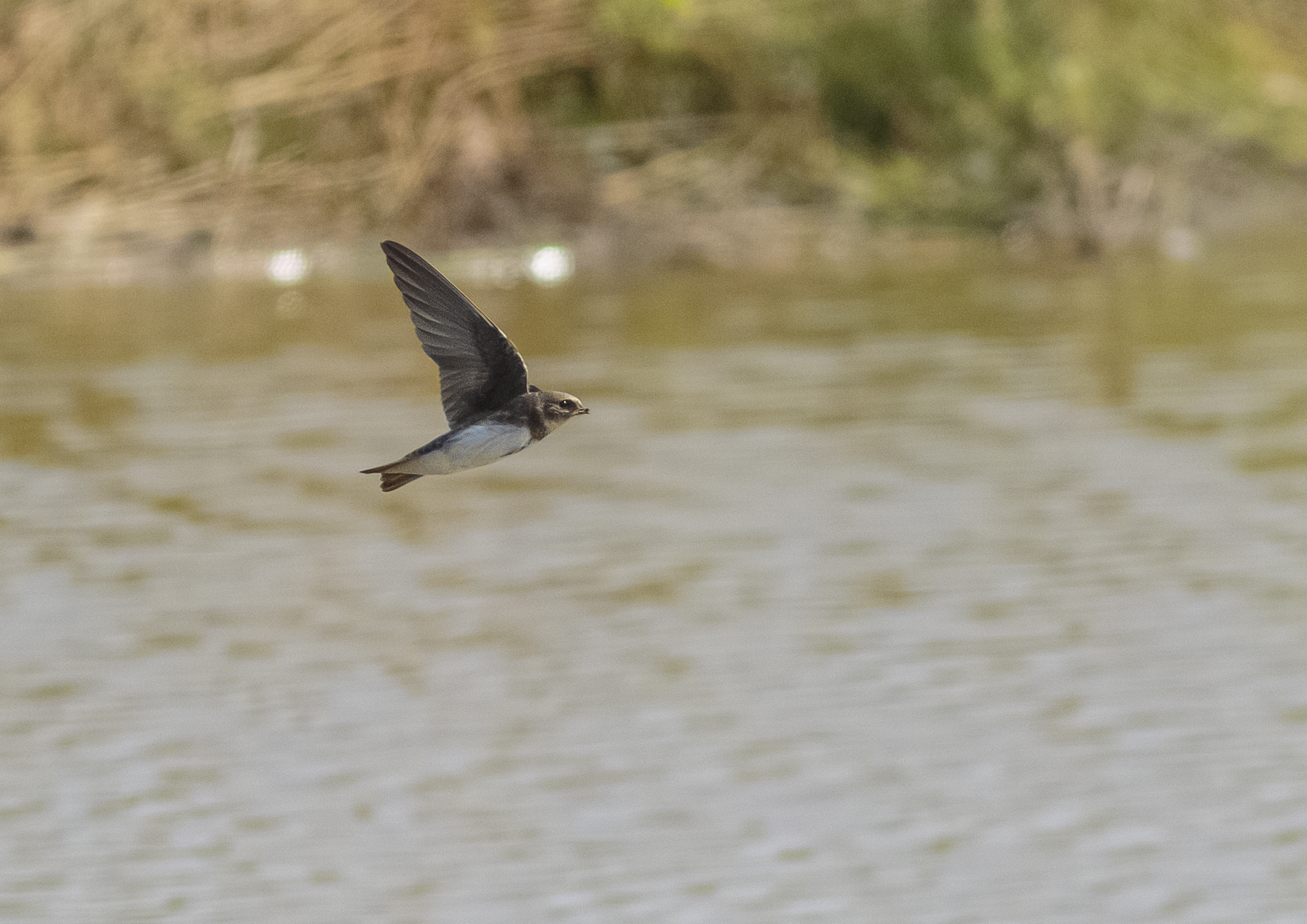 sand martin credit Alex Hillier (141).jpg