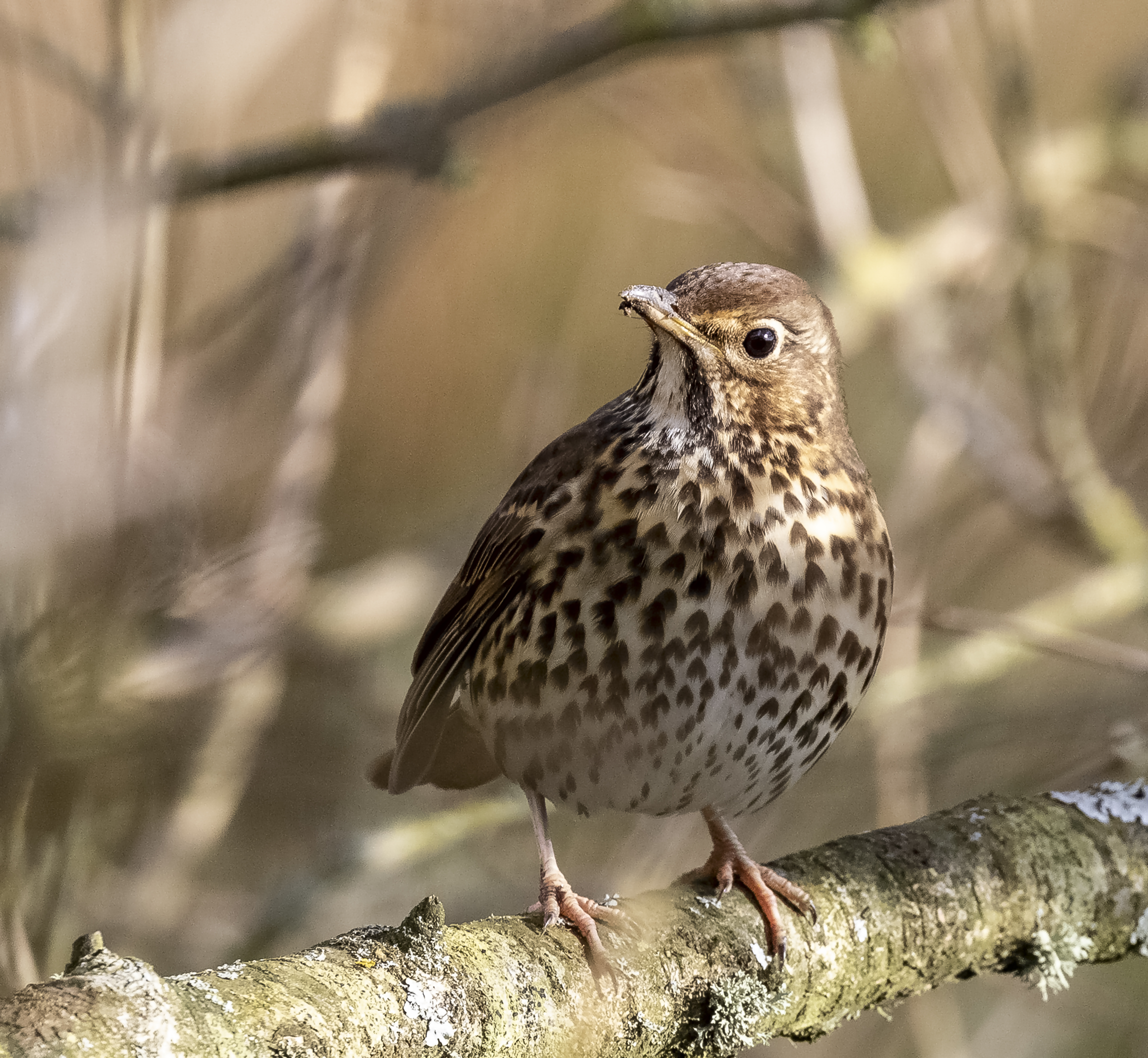 song thrush credit Alex Hillier (31).jpg