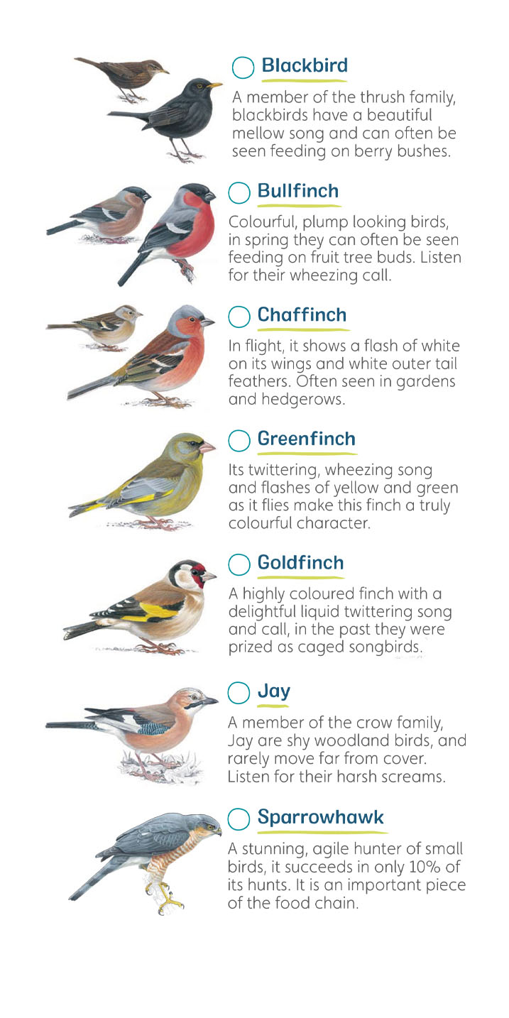 The Bird Song - Handy Finch