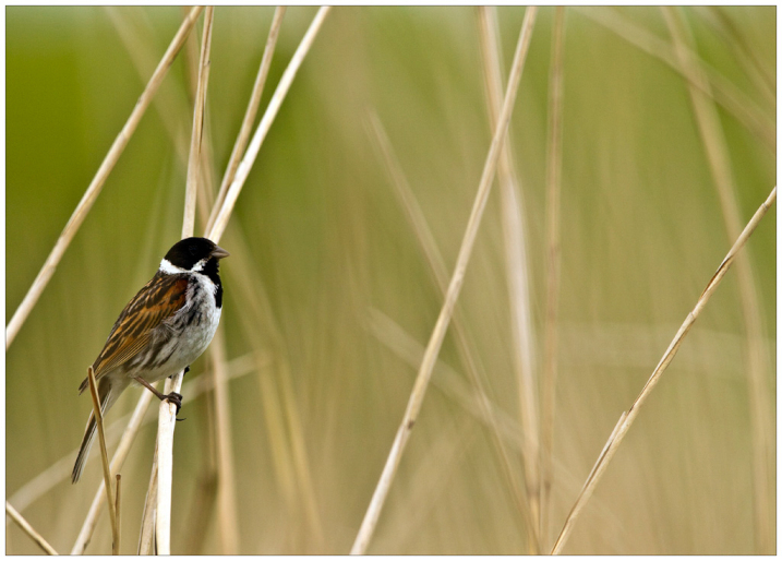 Reed Bunting site.jpg